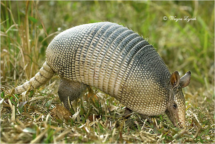 Nine-banded Armadillo 109 by Dr. Wayne Lynch &copy;